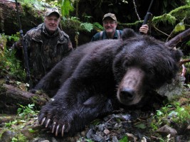 Brown Bear 2011 - Brown Bear 2011 - 2