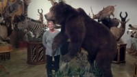 Brown Bear 2013 - 1