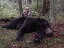 Brown Bear 2013 - Brown Bear 2013 - 6