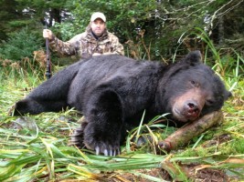 Brown Bear 2013 - Brown Bear 2013 - 7