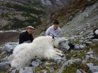 Mountain Goat 2012 - Mountain Goat 2012 - 15