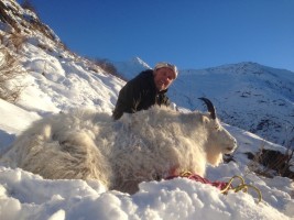 Mountain Goat 2013 - Mountain Goat 2013