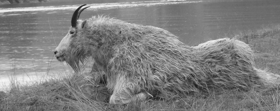 Alaska Hunting Guides