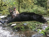 Brown Bear - 1 - 3