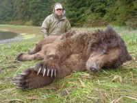 Brown Bear - 1 - 6