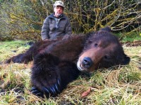 Brown Bear - Brown Bear 2017 - 2