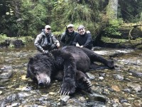 Brown Bear - Brown Bear 2017 - 5