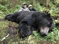 Brown Bear - Brown Bear 2018 - 2
