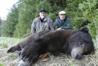 Brown Bear - Brown Bear 2014